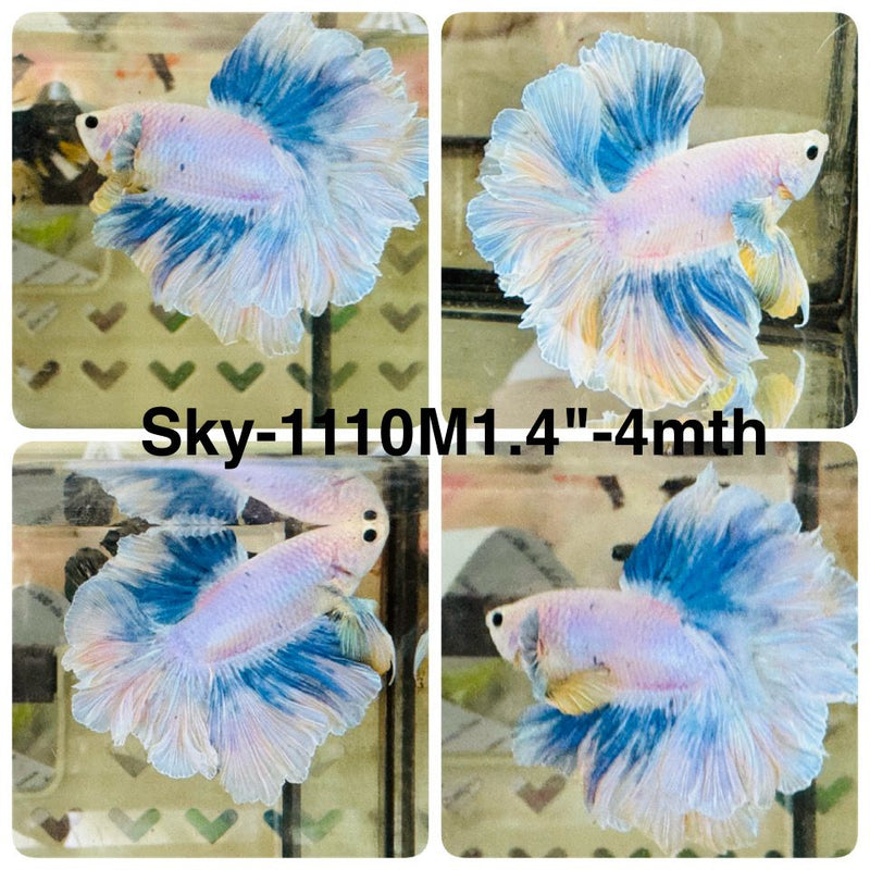 Live Male Betta Fancy Blue Grizzle Halfmoon Rosetail (Sky-1110) High quality what you see what you get!!