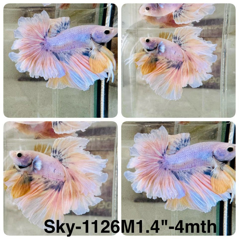 Live Male Betta Fancy Marble Halfmoon Rosetail (Sky-1126) High quality What you see What you get!!