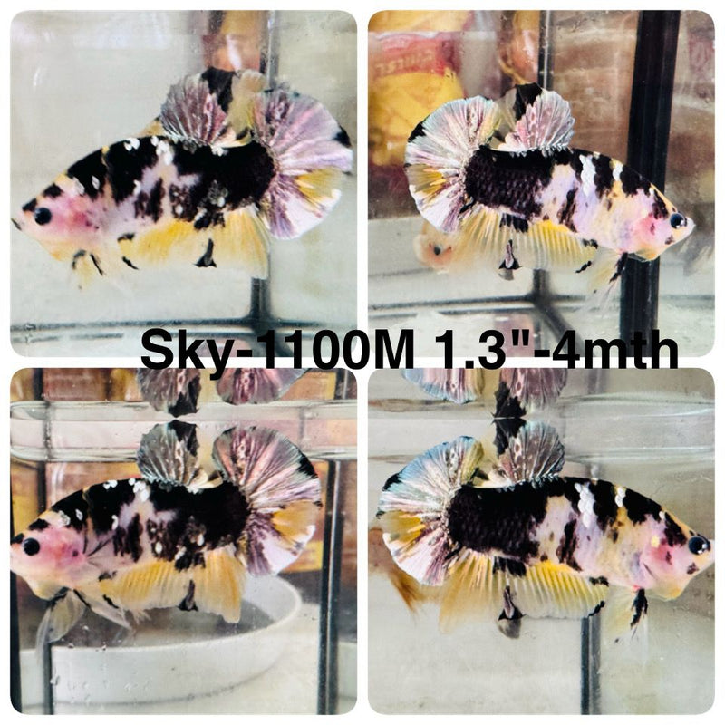 Live Male Betta Yellow Copper Koi Plakat (Sky-1100) High quality what you see what you get!!