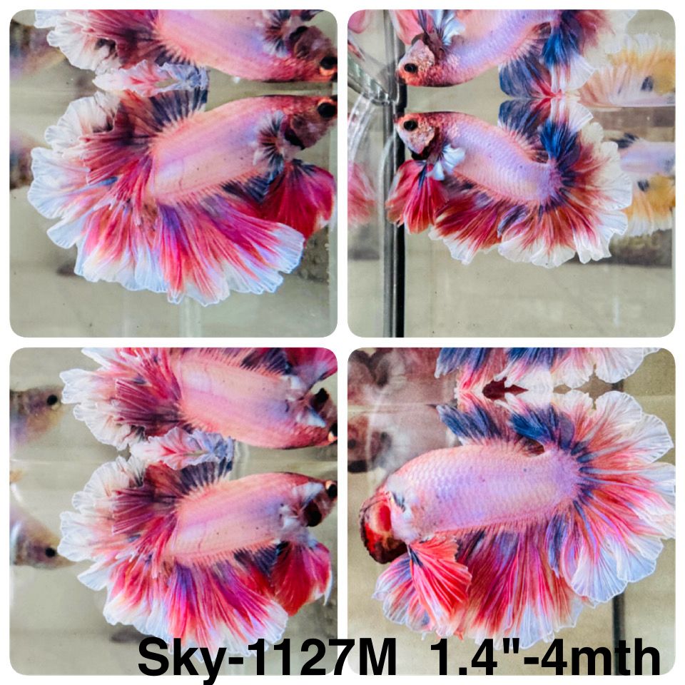 Live Male Betta Fancy Purple Pink Halfmoon Rosetail (Sky-1127)S147 High quality What you see What you get!!