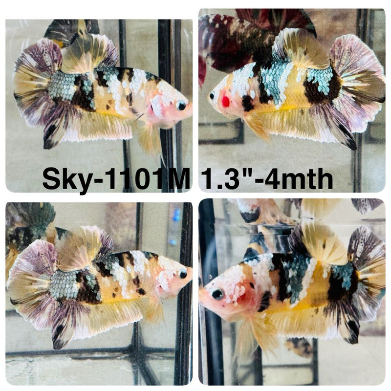 Live Male Betta Yellow Galaxy Copper Koi Plakat (Sky-1101) High quality what you see what you get!!