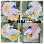 Live Male Betta Fancy Marble Halfmoon Rosetail (Sky-1128)S148 High quality What you see What you get!!