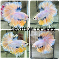 Live Male Betta Fancy Marble Halfmoon Rosetail (Sky-1128)S148 High quality What you see What you get!!