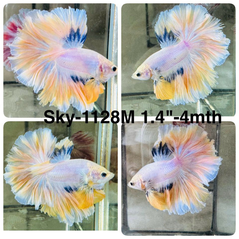 Live Male Betta Fancy Marble Halfmoon Rosetail (Sky-1128) High quality What you see What you get!!