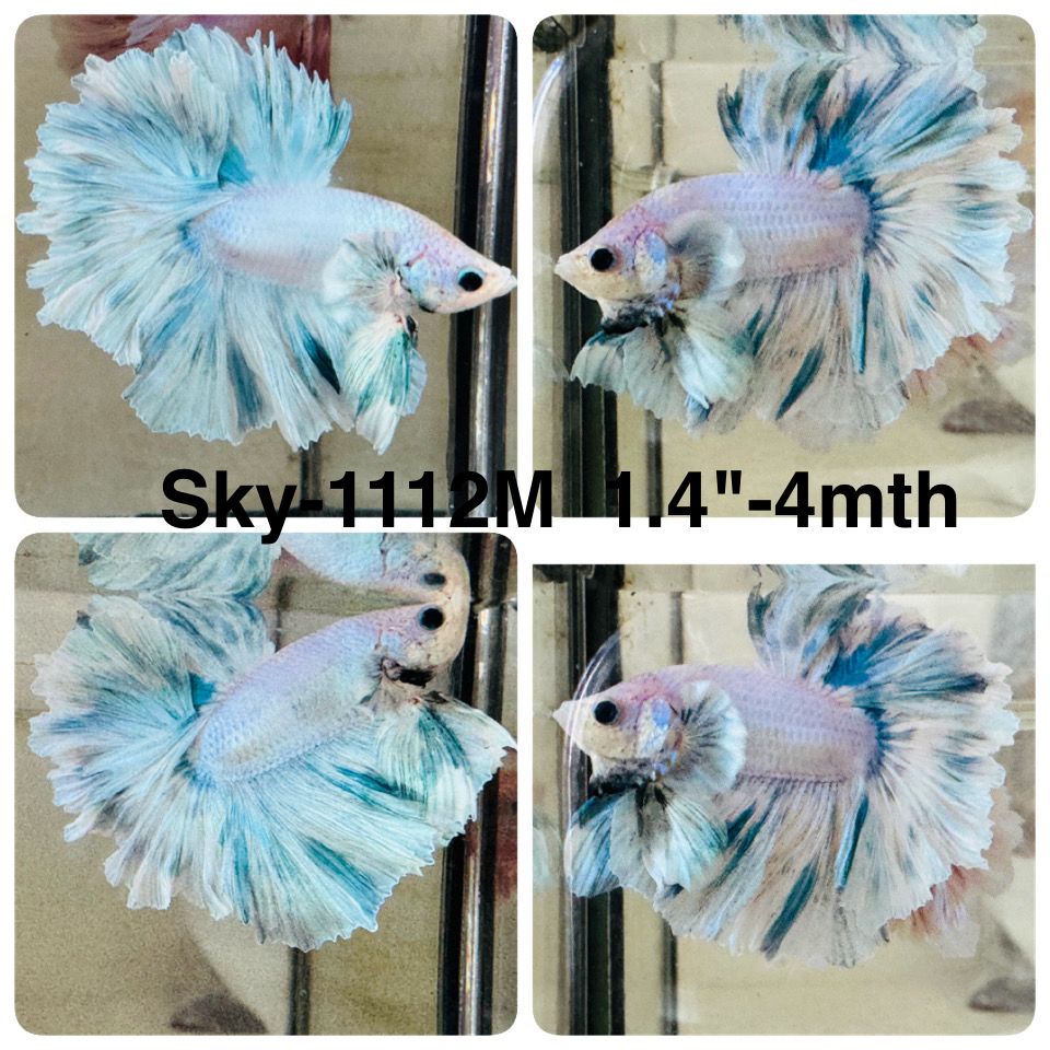 Live Male Betta Fancy Grizzle Halfmoon Rosetail (Sky-1112)S361 High quality what you see what you get!!