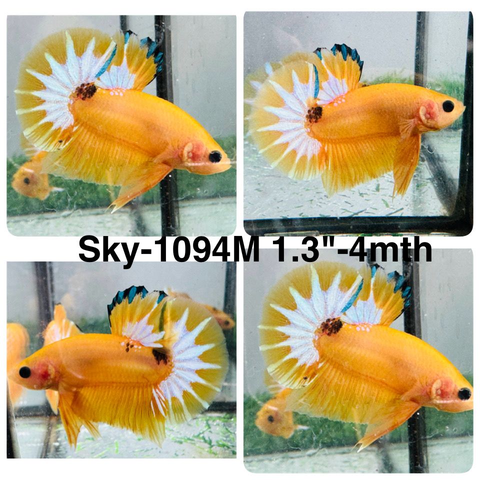 Live Male Betta Fancy Yellow Hellboy Startail Plakat (Sky-1094)S383 High quality What you see What you get!!