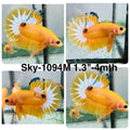 Live Male Betta Fancy Yellow Hellboy Startail Plakat (Sky-1094)S383 High quality What you see What you get!!