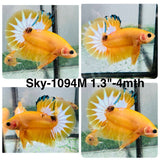 Live Male Betta Fancy Yellow Hellboy Startail Plakat (Sky-1094) High quality What you see What you get!!