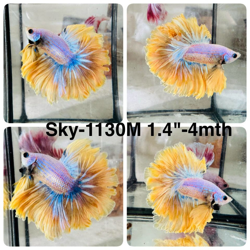 Live Male Betta Fancy Yellow Light colors Halfmoon Rosetail (Sky-1130) High quality What you see What you get!!