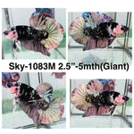 Live Male Betta Black Copper Galaxy Koi Giants Plakat (Sky-1083)S309 High quality What you see What you get!!