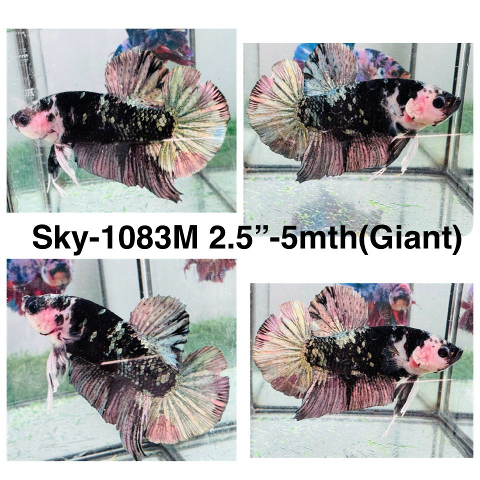 Live Male Betta Black Copper Galaxy Koi Giants Plakat (Sky-1083)S309 High quality What you see What you get!!