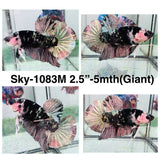 Live Male Betta Black Copper Galaxy Koi Giants Plakat (Sky-1083) High quality What you see What you get!!