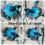 Live Male Betta Blue Black Galaxy Avatar Super Delta (Sky-1131)S001 High quality What you see What you get!!