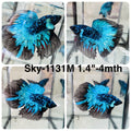 Live Male Betta Blue Black Galaxy Avatar Super Delta (Sky-1131)S001 High quality What you see What you get!!