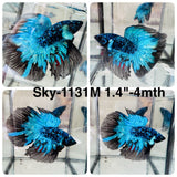 Live Male Betta Blue Black Galaxy Avatar Super Delta (Sky-1131) High quality What you see What you get!!