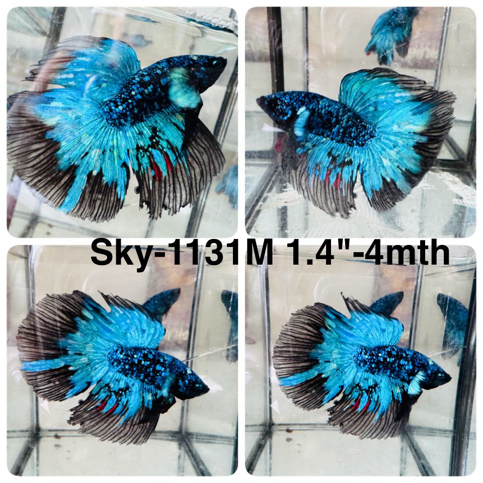 Live Male Betta Blue Black Galaxy Avatar Super Delta (Sky-1131)S001 High quality What you see What you get!!