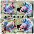 Live Male Betta Fancy Pastel colors Halfmoon Rosetail (Sky-1114)S292 High quality what you see what you get!!
