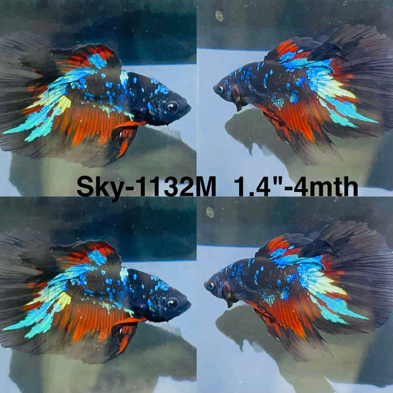 Live Male Betta Black Galaxy Koi Super Delta (Sky-1132) High quality What you see What you get!!