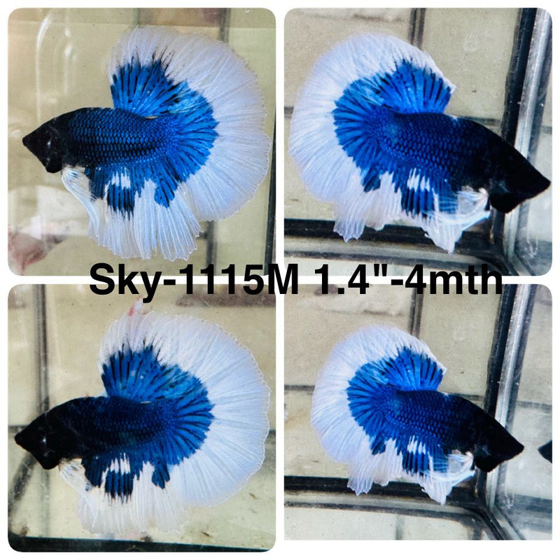 Live Male Betta Blue Butterfly Halfmoon (Sky-1115) High quality what you see what you get!!