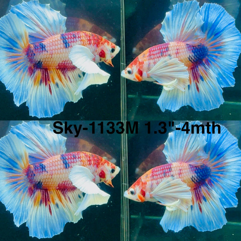 Live Male Betta Candy Koi Dumbo big ear Plakat (Sky-1133) High quality What you see What you get!!