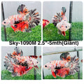 Live Male Betta Orange Galaxy Koi Giants Plakat (Sky-1090)S375 High quality What you see What you get!!