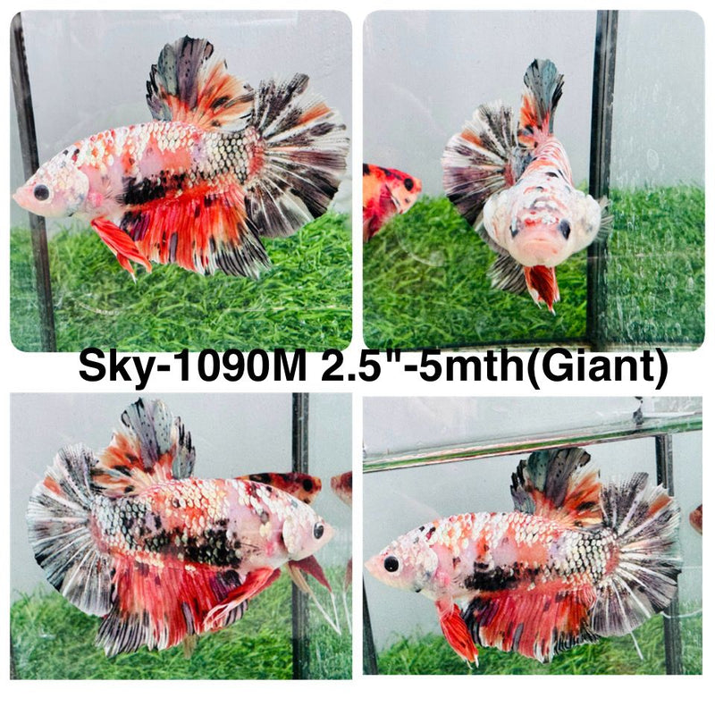 Live Male Betta Orange Galaxy Koi Giants Plakat (Sky-1090) High quality What you see What you get!!