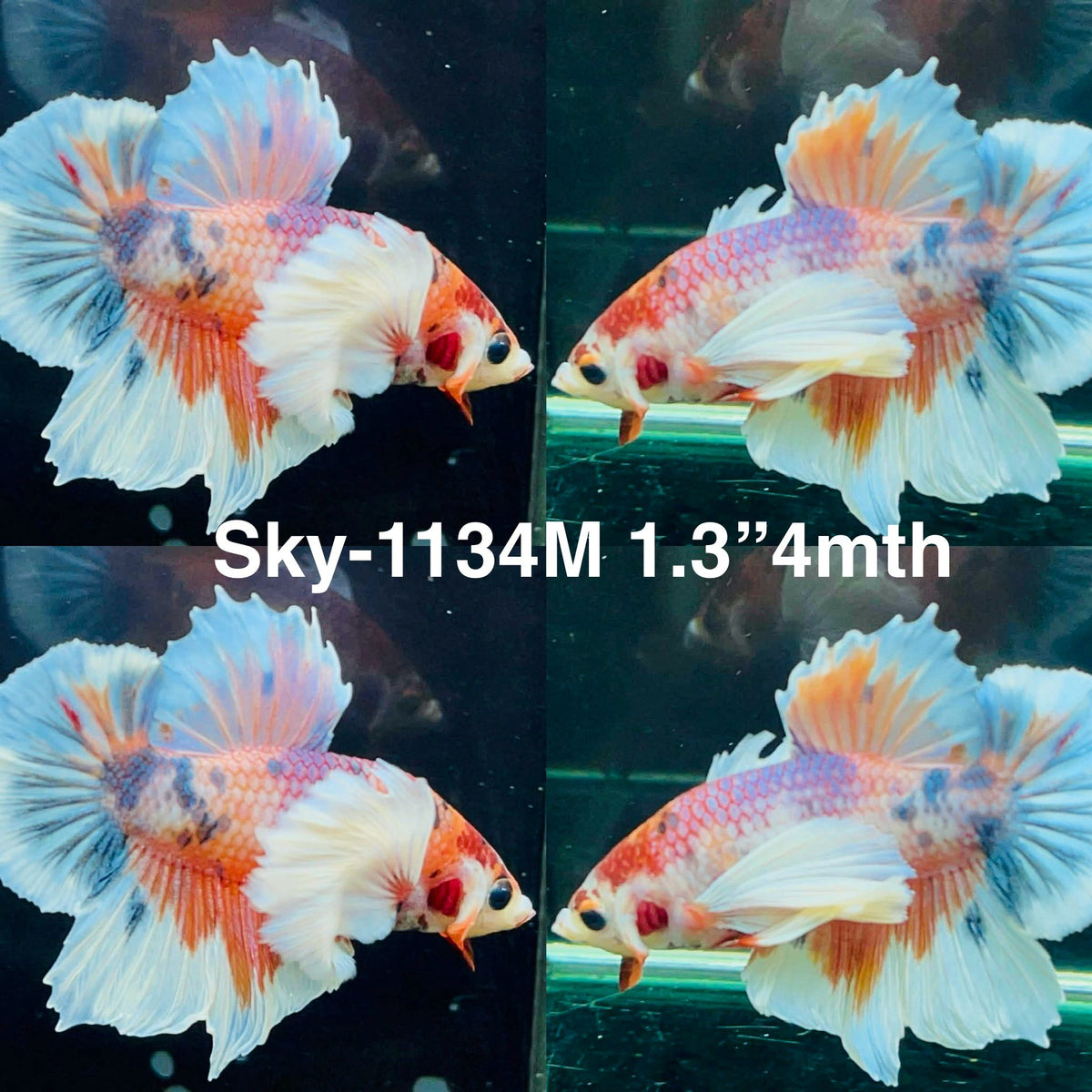 Live Male Betta Fancy Koi Dumbo big ear Plakat (Sky-1134)S004High quality What you see What you get!!