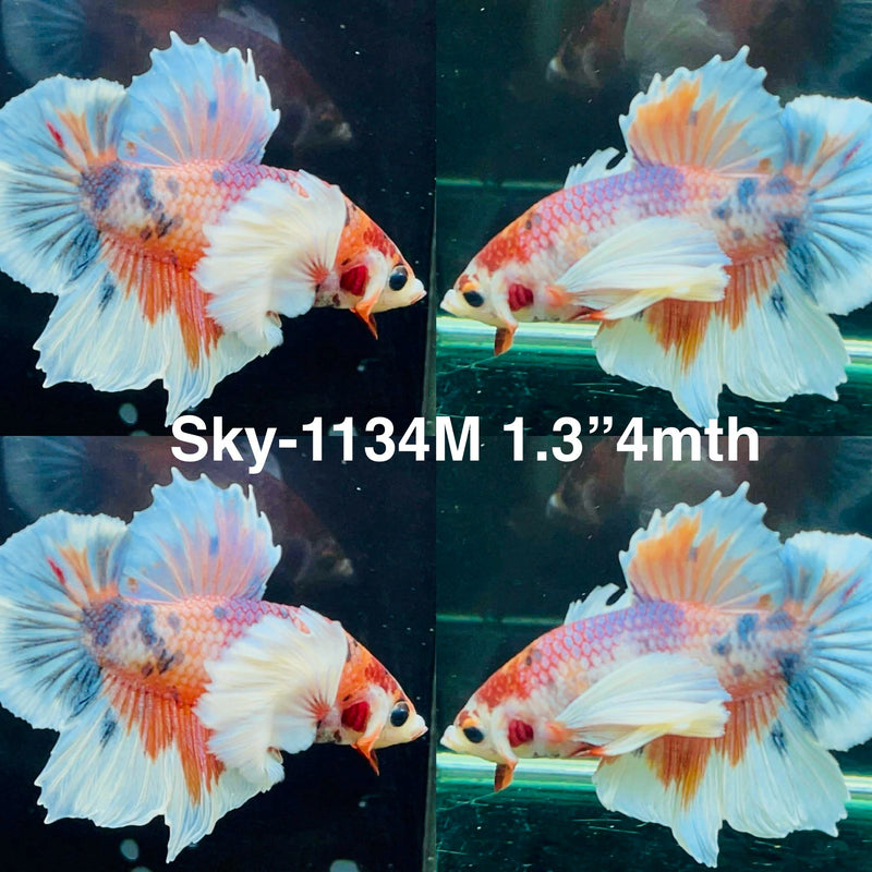 Live Male Betta Fancy Koi Dumbo big ear Plakat (Sky-1134) High quality What you see What you get!!