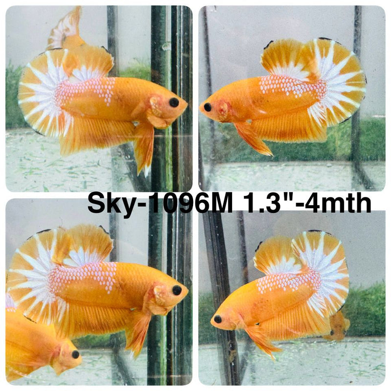Live Male Betta Fancy Yellow Hellboy Startail Plakat (Sky-1096) High quality What you see What you get!!