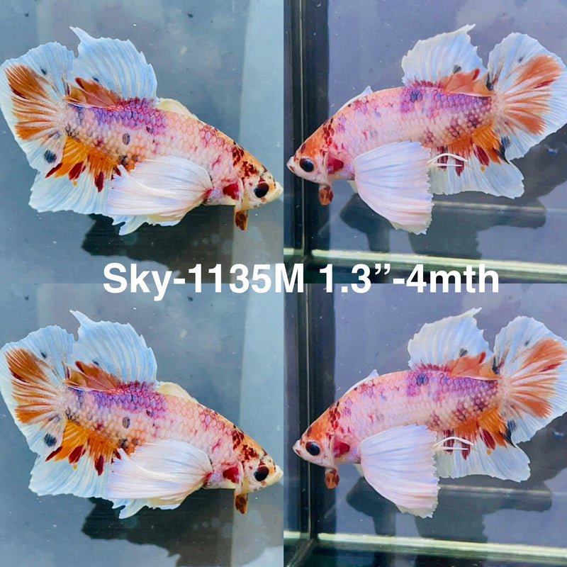 Live Male Betta Candy Nemo Dumbo big ear Plakat (Sky-1135) High quality What you see What you get!!
