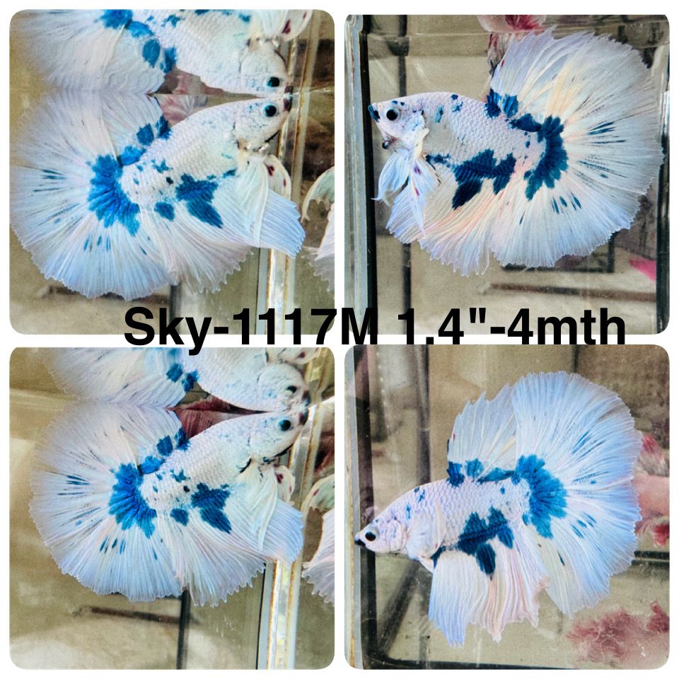 Live Male Betta Blue Marble Polkadot Halfmoon (Sky-1117)S009 High quality What you see What you get!!