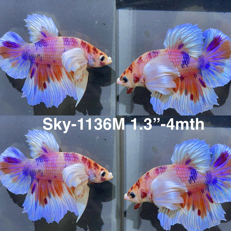 Live Male Betta Candy Nemo Dumbo big ear Plakat (Sky-1136) High quality What you see What you get!!