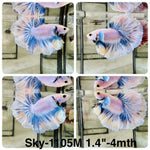Live Male Betta Blue Grizzle Halfmoon (Sky-1105)S343 High quality what you see what you get!!