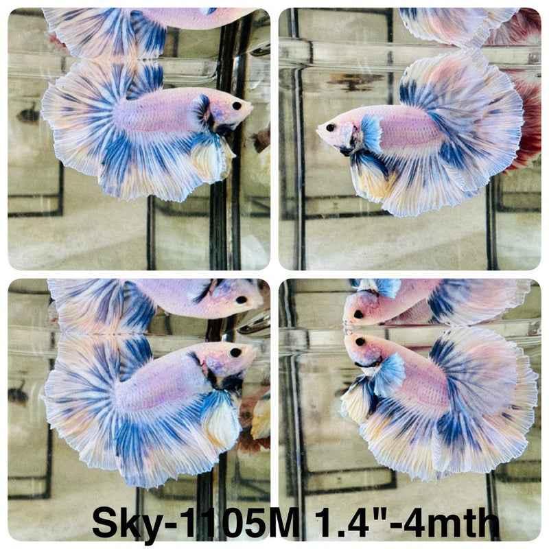 Live Male Betta Blue Grizzle Halfmoon (Sky-1105) High quality what you see what you get!!