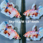 Live Male Betta Fancy Koi Dumbo big ear Plakat (Sky-1137)S301 High quality What you see What you get!!