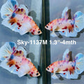 Live Male Betta Fancy Koi Dumbo big ear Plakat (Sky-1137)S301 High quality What you see What you get!!
