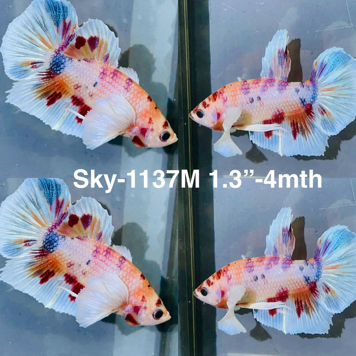 Live Male Betta Fancy Koi Dumbo big ear Plakat (Sky-1137)S301 High quality What you see What you get!!