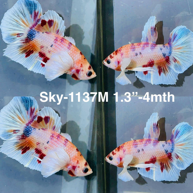 Live Male Betta Fancy Koi Dumbo big ear Plakat (Sky-1137) High quality What you see What you get!!