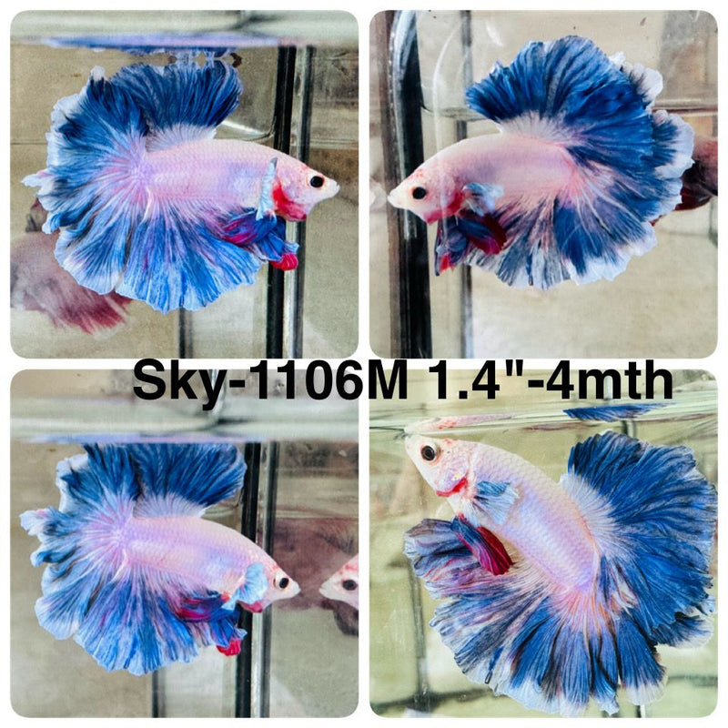 Live Male Betta Fancy Blue Marble Halfmoon Rosetail (Sky-1106) High quality what you see what you get!!