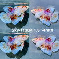 Live Male Betta Fancy Koi Dumbo big ear Plakat (Sky-1138)S007 High quality What you see What you get!!