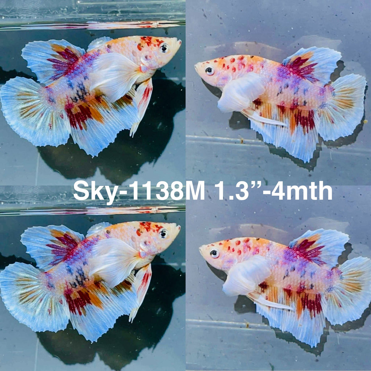 Live Male Betta Fancy Koi Dumbo big ear Plakat (Sky-1138)S007 High quality What you see What you get!!