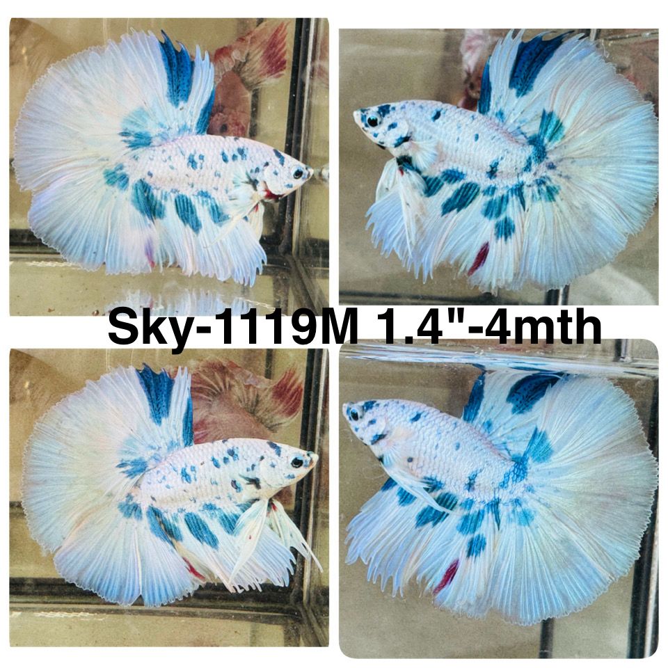 Live Male Betta Blue Marble Polkadot Halfmoon (Sky-1119)S217 High quality What you see What you get!!