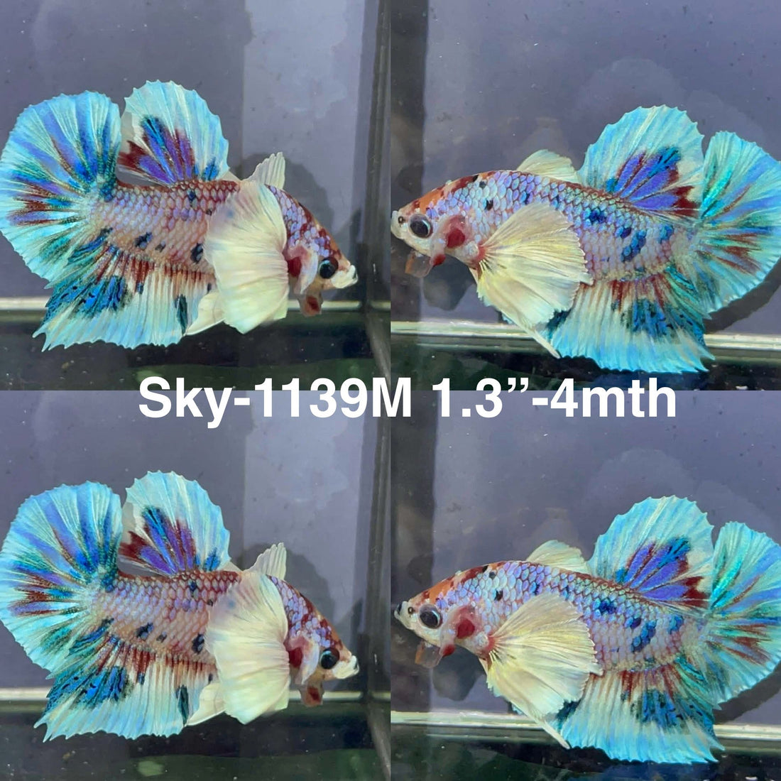Live Male Betta Fancy Koi Dumbo big ear Plakat (Sky-1139)S008 High quality What you see What you get!!