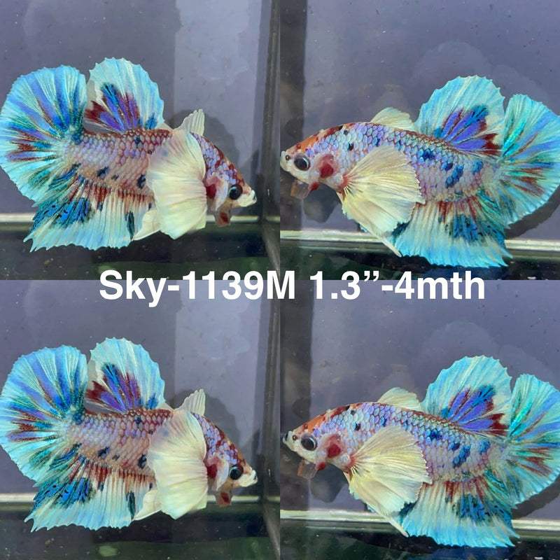 Live Male Betta Fancy Koi Dumbo big ear Plakat (Sky-1139) High quality What you see What you get!!