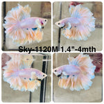 Live Male Betta Fancy Yellow Light Colors Halfmoon Rosetail (Sky-1120) S119 High quality What you see What you get!!