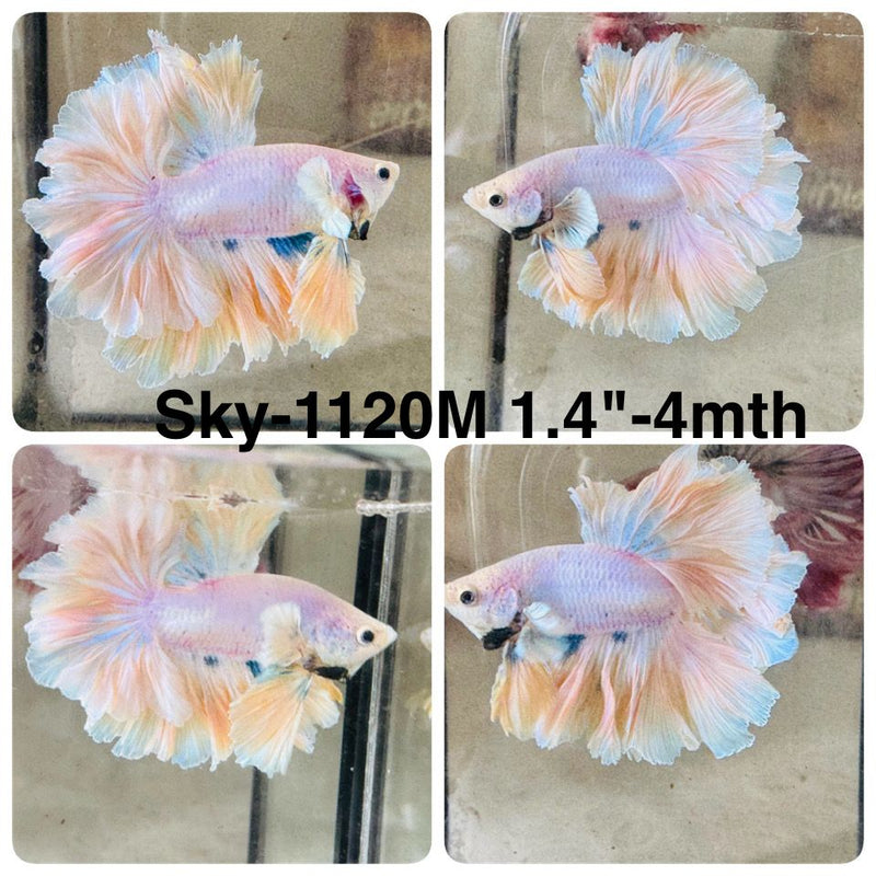 Live Male Betta Fancy Yellow Light Colors Halfmoon Rosetail (Sky-1120) High quality What you see What you get!!