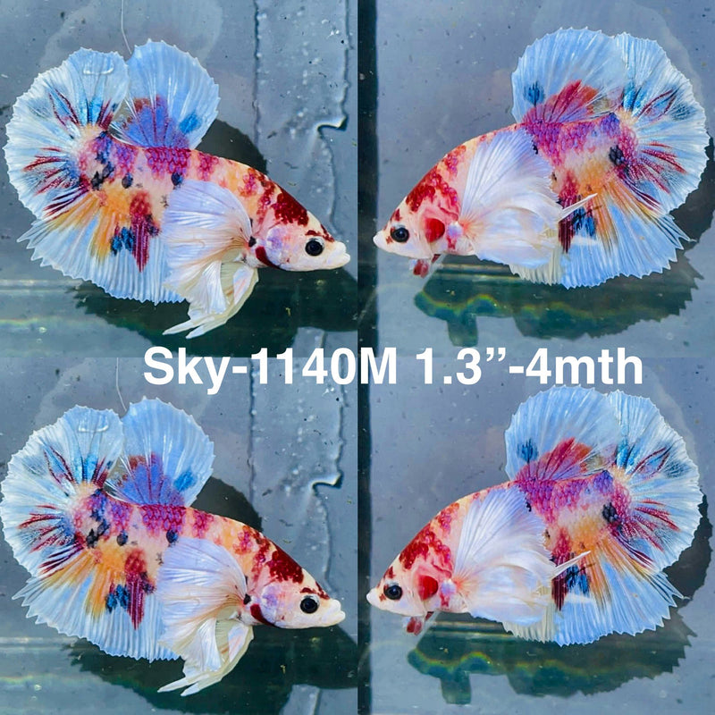 Live Male Betta Candy Multicolors Dumbo big ear Plakat (Sky-1140) High quality What you see What you get!!