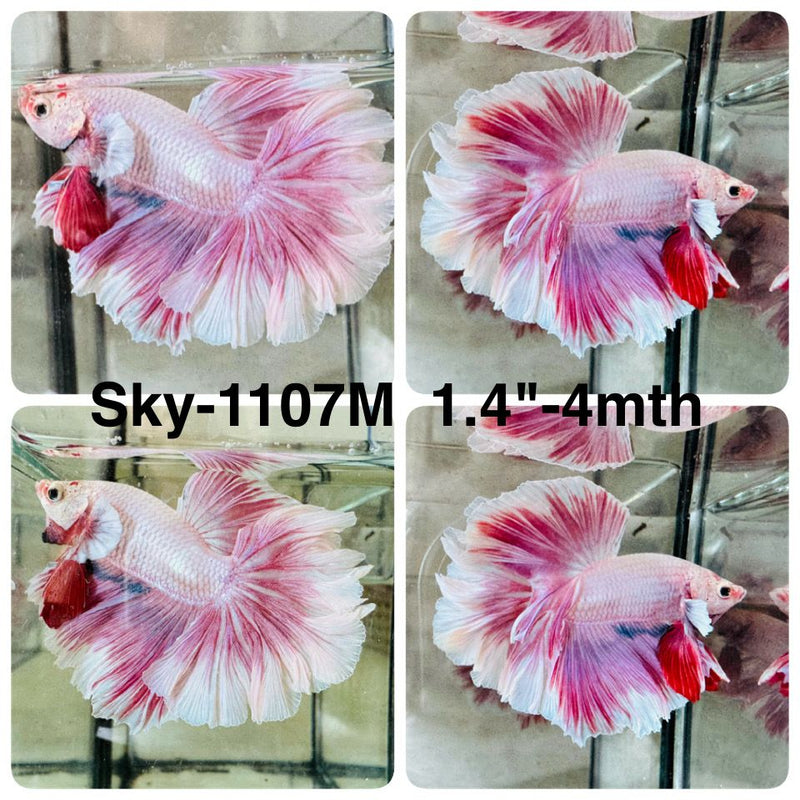 Live Male Betta Fancy Pink Sweet Lavender Halfmoon Rosetail (Sky-1107) High quality what you see what you get!!