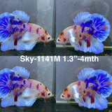 Live Male Betta Fancy Koi Dumbo big ear Plakat (Sky-1141)X High quality What you see What you get!!