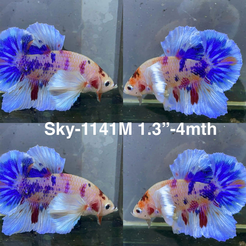 Live Male Betta Fancy Koi Dumbo big ear Plakat (Sky-1141) High quality What you see What you get!!